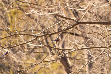 Çıplak bir dala tünemiş canlı bir mavi kuş, çarpan mavi ve turuncu tüyleri sessiz arkaplana zıt. Doğanın güzelliğinin yakalandığı bir an.