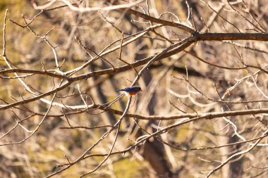 Çıplak bir dala tünemiş canlı bir mavi kuş, çarpan mavi ve turuncu tüyleri sessiz arkaplana zıt. Doğanın güzelliğinin yakalandığı bir an.