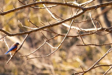 Çıplak bir dala tünemiş canlı bir mavi kuş, çarpan mavi ve turuncu tüyleri sessiz arkaplana zıt. Doğanın güzelliğinin yakalandığı bir an.