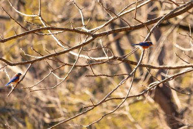 Çıplak bir dala tünemiş canlı bir mavi kuş, çarpan mavi ve turuncu tüyleri sessiz arkaplana zıt. Doğanın güzelliğinin yakalandığı bir an.