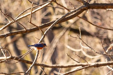 Çıplak bir dala tünemiş canlı bir mavi kuş, çarpan mavi ve turuncu tüyleri sessiz arkaplana zıt. Doğanın güzelliğinin yakalandığı bir an.