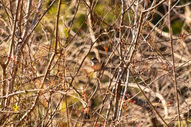Çıplak dalların arasına tünemiş küçük bir kuş tüylerini renklendiren benekli güneş ışığı. Doğanın narin güzelliği, sessiz bir huzur anı..