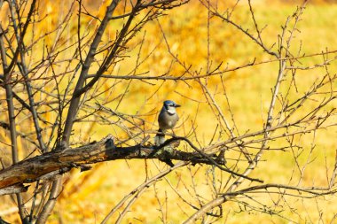 Çarpıcı mavi bir karga, yıpranmış bir dala tünemişti. Mavi tüyleri, bulanık, altın arkaplana karşıydı. Doğal güzellik huzurlu bir anda yakalanır..