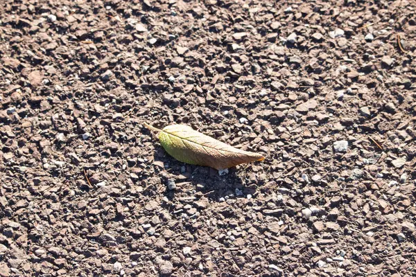 Yeşilden sonbahara geçiş yapan tek bir yaprak desenli, kayalık bir zeminde uzanıyor. Doğal detay, yakın plan..