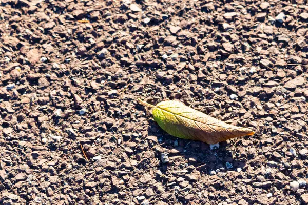 Yeşilden sonbahara geçiş yapan tek bir yaprak desenli, kayalık bir zeminde uzanıyor. Doğal detay, yakın plan..