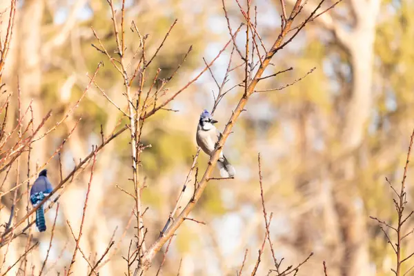 Çarpıcı mavi bir karga, yıpranmış bir dala tünemişti. Mavi tüyleri, bulanık, altın arkaplana karşıydı. Doğal güzellik huzurlu bir anda yakalanır..