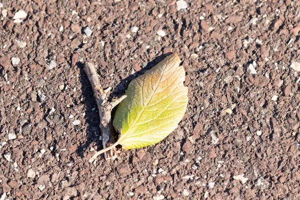 Sonbahar sarısı ipuçları taşıyan canlı yeşil bir yaprak, pürüzlü, topraksı bir zeminde, yanında küçük bir dal ile birlikte yatar. Yakın plan çekimde doğanın dokuları ve renkleri.