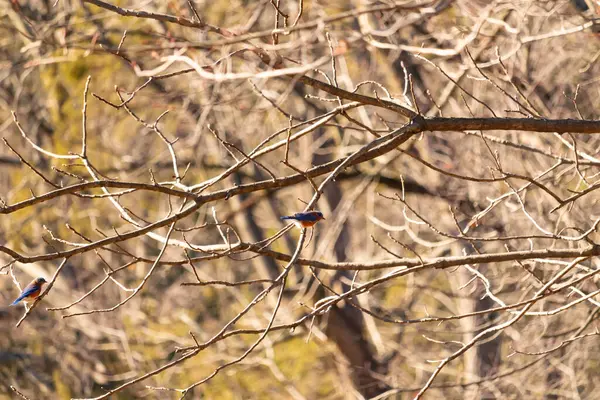 Çıplak bir dala tünemiş canlı bir mavi kuş, çarpan mavi ve turuncu tüyleri sessiz arkaplana zıt. Doğanın güzelliğinin yakalandığı bir an.