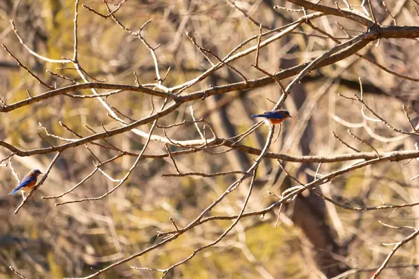 Çıplak bir dala tünemiş canlı bir mavi kuş, çarpan mavi ve turuncu tüyleri sessiz arkaplana zıt. Doğanın güzelliğinin yakalandığı bir an.