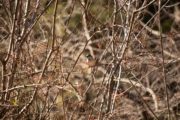 Çıplak dalların arasına tünemiş küçük bir kuş tüylerini renklendiren benekli güneş ışığı. Doğanın narin güzelliği, sessiz bir huzur anı..
