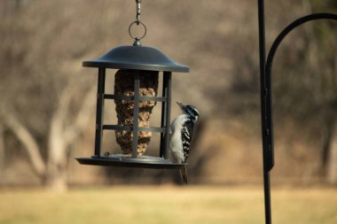 Bir Downy Ağaçkakanı, bir kuş yemliğine yapışır, siyah ve beyaz tüyleri, sessiz arka planda keskin bir şekilde tanımlanır. Vahşi yaşamın ayrıntılarıyla yakalandığı bir an..