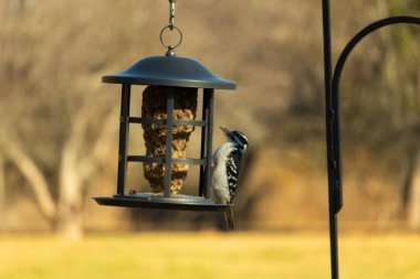 Bir Downy Ağaçkakanı, bir kuş yemliğine yapışır, siyah ve beyaz tüyleri, sessiz arka planda keskin bir şekilde tanımlanır. Vahşi yaşamın ayrıntılarıyla yakalandığı bir an..