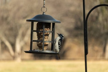 Bir Downy Ağaçkakanı, bir kuş yemliğine yapışır, siyah ve beyaz tüyleri, sessiz arka planda keskin bir şekilde tanımlanır. Vahşi yaşamın ayrıntılarıyla yakalandığı bir an..