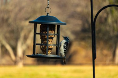 Bir Downy Ağaçkakanı, bir kuş yemliğine yapışır, siyah ve beyaz tüyleri, sessiz arka planda keskin bir şekilde tanımlanır. Vahşi yaşamın ayrıntılarıyla yakalandığı bir an..