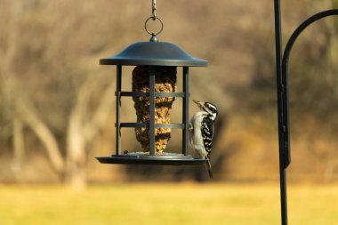 Bir Downy Ağaçkakanı, bir kuş yemliğine yapışır, siyah ve beyaz tüyleri, sessiz arka planda keskin bir şekilde tanımlanır. Vahşi yaşamın ayrıntılarıyla yakalandığı bir an..