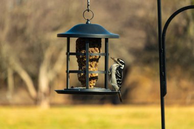 Bir Downy Ağaçkakanı, bir kuş yemliğine yapışır, siyah ve beyaz tüyleri, sessiz arka planda keskin bir şekilde tanımlanır. Vahşi yaşamın ayrıntılarıyla yakalandığı bir an..