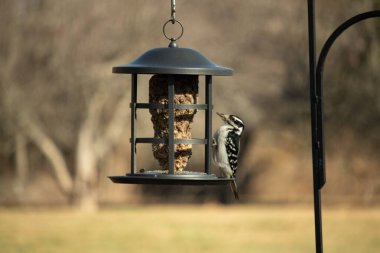 Bir Downy Ağaçkakanı, bir kuş yemliğine yapışır, siyah ve beyaz tüyleri, sessiz arka planda keskin bir şekilde tanımlanır. Vahşi yaşamın ayrıntılarıyla yakalandığı bir an..