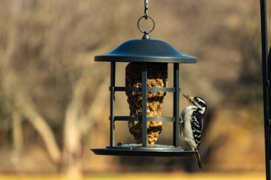 Bir Downy Ağaçkakanı, bir kuş yemliğine yapışır, siyah ve beyaz tüyleri, sessiz arka planda keskin bir şekilde tanımlanır. Vahşi yaşamın ayrıntılarıyla yakalandığı bir an..