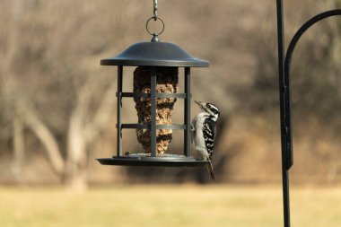 Bir Downy Ağaçkakanı, bir kuş yemliğine yapışır, siyah ve beyaz tüyleri, sessiz arka planda keskin bir şekilde tanımlanır. Vahşi yaşamın ayrıntılarıyla yakalandığı bir an..