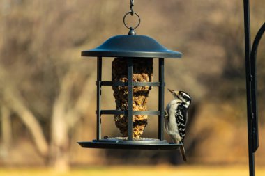 Bir Downy Ağaçkakanı, bir kuş yemliğine yapışır, siyah ve beyaz tüyleri, sessiz arka planda keskin bir şekilde tanımlanır. Vahşi yaşamın ayrıntılarıyla yakalandığı bir an..