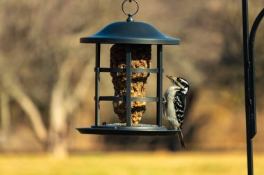 Bir Downy Ağaçkakanı, bir kuş yemliğine yapışır, siyah ve beyaz tüyleri, sessiz arka planda keskin bir şekilde tanımlanır. Vahşi yaşamın ayrıntılarıyla yakalandığı bir an..