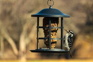 Bir Downy Ağaçkakanı, bir kuş yemliğine yapışır, siyah ve beyaz tüyleri, sessiz arka planda keskin bir şekilde tanımlanır. Vahşi yaşamın ayrıntılarıyla yakalandığı bir an..