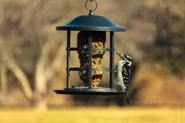 Bir Downy Ağaçkakanı, bir kuş yemliğine yapışır, siyah ve beyaz tüyleri, sessiz arka planda keskin bir şekilde tanımlanır. Vahşi yaşamın ayrıntılarıyla yakalandığı bir an..