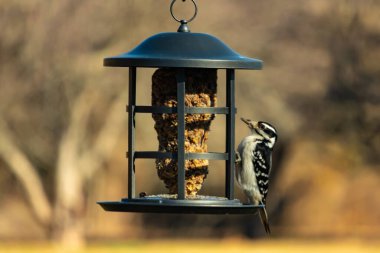 Bir Downy Ağaçkakanı, bir kuş yemliğine yapışır, siyah ve beyaz tüyleri, sessiz arka planda keskin bir şekilde tanımlanır. Vahşi yaşamın ayrıntılarıyla yakalandığı bir an..
