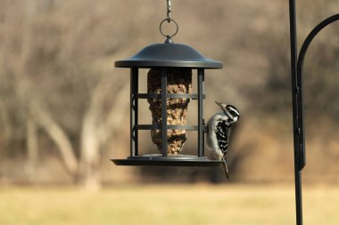 Bir Downy Ağaçkakanı, bir kuş yemliğine yapışır, siyah ve beyaz tüyleri, sessiz arka planda keskin bir şekilde tanımlanır. Vahşi yaşamın ayrıntılarıyla yakalandığı bir an..