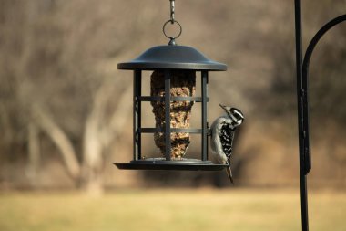 Bir Downy Ağaçkakanı, bir kuş yemliğine yapışır, siyah ve beyaz tüyleri, sessiz arka planda keskin bir şekilde tanımlanır. Vahşi yaşamın ayrıntılarıyla yakalandığı bir an..