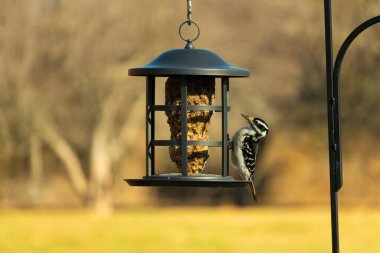 Bir Downy Ağaçkakanı, bir kuş yemliğine yapışır, siyah ve beyaz tüyleri, sessiz arka planda keskin bir şekilde tanımlanır. Vahşi yaşamın ayrıntılarıyla yakalandığı bir an..
