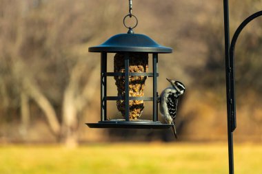 Bir Downy Ağaçkakanı, bir kuş yemliğine yapışır, siyah ve beyaz tüyleri, sessiz arka planda keskin bir şekilde tanımlanır. Vahşi yaşamın ayrıntılarıyla yakalandığı bir an..