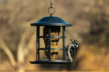 Bir Downy Ağaçkakanı, bir kuş yemliğine yapışır, siyah ve beyaz tüyleri, sessiz arka planda keskin bir şekilde tanımlanır. Vahşi yaşamın ayrıntılarıyla yakalandığı bir an..