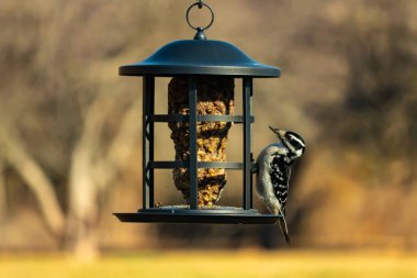 Bir Downy Ağaçkakanı, bir kuş yemliğine yapışır, siyah ve beyaz tüyleri, sessiz arka planda keskin bir şekilde tanımlanır. Vahşi yaşamın ayrıntılarıyla yakalandığı bir an..