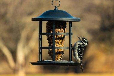 Bir Downy Ağaçkakanı, bir kuş yemliğine yapışır, siyah ve beyaz tüyleri, sessiz arka planda keskin bir şekilde tanımlanır. Vahşi yaşamın ayrıntılarıyla yakalandığı bir an..