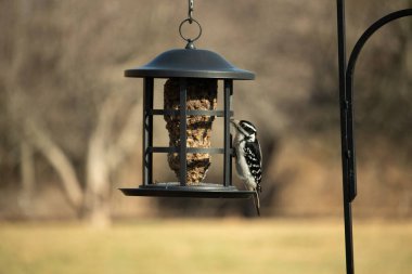 Bir Downy Ağaçkakanı, bir kuş yemliğine yapışır, siyah ve beyaz tüyleri, sessiz arka planda keskin bir şekilde tanımlanır. Vahşi yaşamın ayrıntılarıyla yakalandığı bir an..