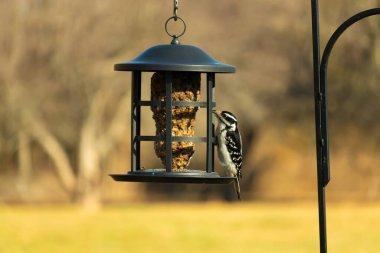 Bir Downy Ağaçkakanı, bir kuş yemliğine yapışır, siyah ve beyaz tüyleri, sessiz arka planda keskin bir şekilde tanımlanır. Vahşi yaşamın ayrıntılarıyla yakalandığı bir an..