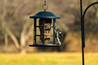 Bir Downy Ağaçkakanı, bir kuş yemliğine yapışır, siyah ve beyaz tüyleri, sessiz arka planda keskin bir şekilde tanımlanır. Vahşi yaşamın ayrıntılarıyla yakalandığı bir an..