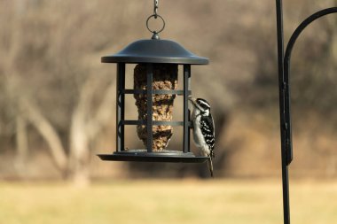 Bir Downy Ağaçkakanı, bir kuş yemliğine yapışır, siyah ve beyaz tüyleri, sessiz arka planda keskin bir şekilde tanımlanır. Vahşi yaşamın ayrıntılarıyla yakalandığı bir an..