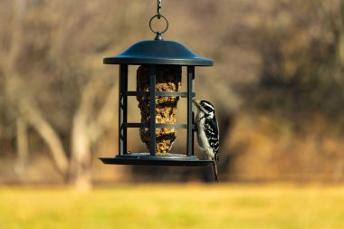 Bir Downy Ağaçkakanı, bir kuş yemliğine yapışır, siyah ve beyaz tüyleri, sessiz arka planda keskin bir şekilde tanımlanır. Vahşi yaşamın ayrıntılarıyla yakalandığı bir an..