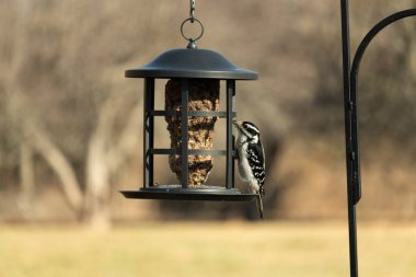 Bir Downy Ağaçkakanı, bir kuş yemliğine yapışır, siyah ve beyaz tüyleri, sessiz arka planda keskin bir şekilde tanımlanır. Vahşi yaşamın ayrıntılarıyla yakalandığı bir an..