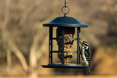 Bir Downy Ağaçkakanı, bir kuş yemliğine yapışır, siyah ve beyaz tüyleri, sessiz arka planda keskin bir şekilde tanımlanır. Vahşi yaşamın ayrıntılarıyla yakalandığı bir an..
