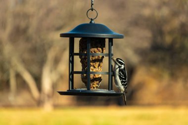Bir Downy Ağaçkakanı, bir kuş yemliğine yapışır, siyah ve beyaz tüyleri, sessiz arka planda keskin bir şekilde tanımlanır. Vahşi yaşamın ayrıntılarıyla yakalandığı bir an..
