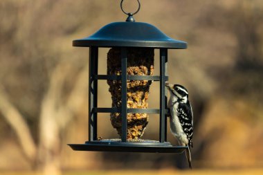 Bir Downy Ağaçkakanı, bir kuş yemliğine yapışır, siyah ve beyaz tüyleri, sessiz arka planda keskin bir şekilde tanımlanır. Vahşi yaşamın ayrıntılarıyla yakalandığı bir an..