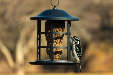 Bir Downy Ağaçkakanı, bir kuş yemliğine yapışır, siyah ve beyaz tüyleri, sessiz arka planda keskin bir şekilde tanımlanır. Vahşi yaşamın ayrıntılarıyla yakalandığı bir an..