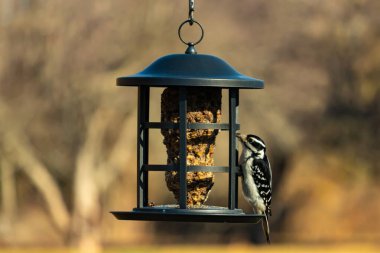 Bir Downy Ağaçkakanı, bir kuş yemliğine yapışır, siyah ve beyaz tüyleri, sessiz arka planda keskin bir şekilde tanımlanır. Vahşi yaşamın ayrıntılarıyla yakalandığı bir an..