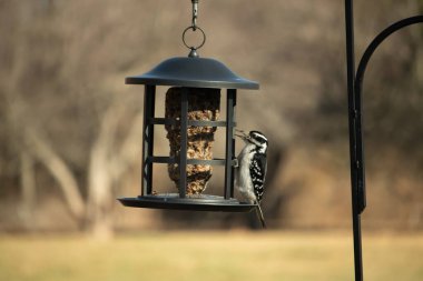 Bir Downy Ağaçkakanı, bir kuş yemliğine yapışır, siyah ve beyaz tüyleri, sessiz arka planda keskin bir şekilde tanımlanır. Vahşi yaşamın ayrıntılarıyla yakalandığı bir an..