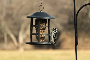 Bir Downy Ağaçkakanı, bir kuş yemliğine yapışır, siyah ve beyaz tüyleri, sessiz arka planda keskin bir şekilde tanımlanır. Vahşi yaşamın ayrıntılarıyla yakalandığı bir an..
