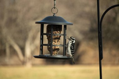 Bir Downy Ağaçkakanı, bir kuş yemliğine yapışır, siyah ve beyaz tüyleri, sessiz arka planda keskin bir şekilde tanımlanır. Vahşi yaşamın ayrıntılarıyla yakalandığı bir an..