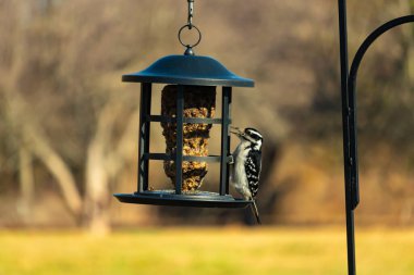 Bir Downy Ağaçkakanı, bir kuş yemliğine yapışır, siyah ve beyaz tüyleri, sessiz arka planda keskin bir şekilde tanımlanır. Vahşi yaşamın ayrıntılarıyla yakalandığı bir an..
